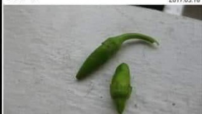 작은고추가